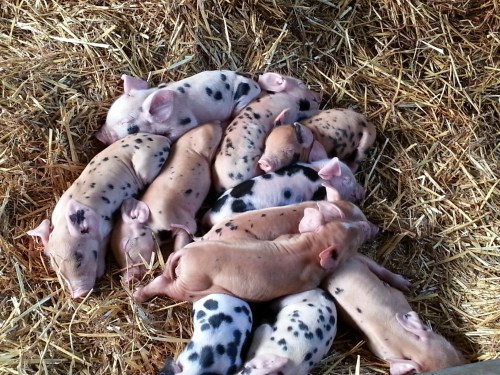 Piglets